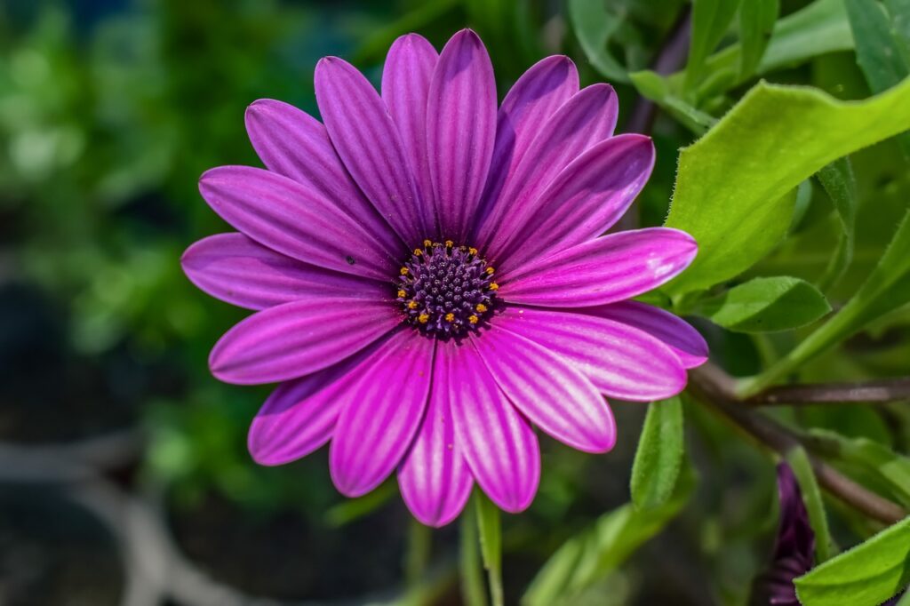 African daisies