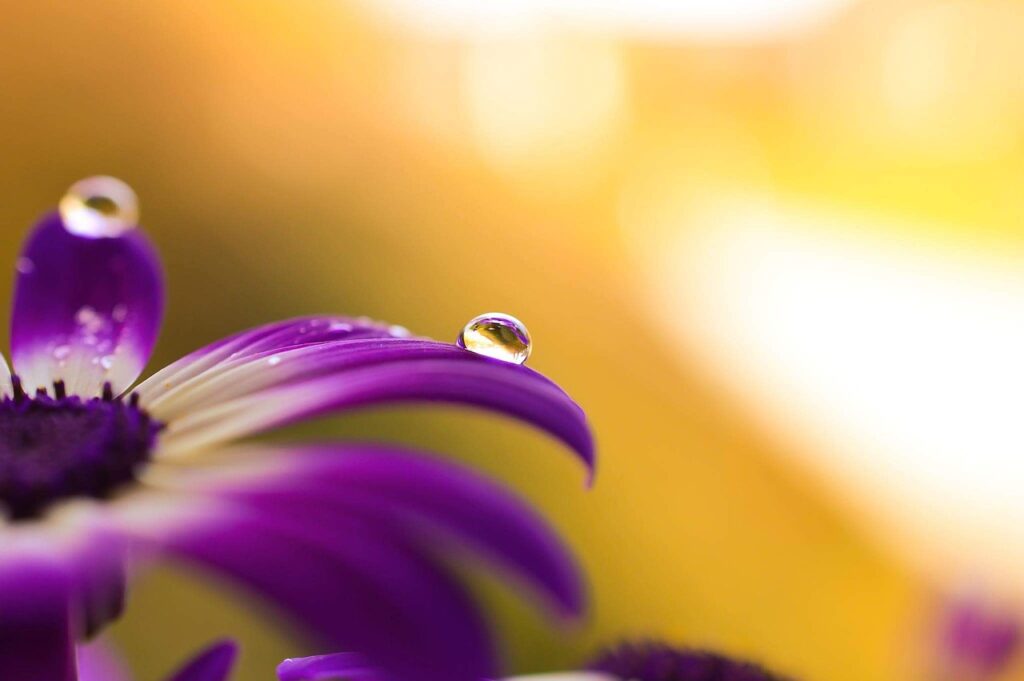 African daisies