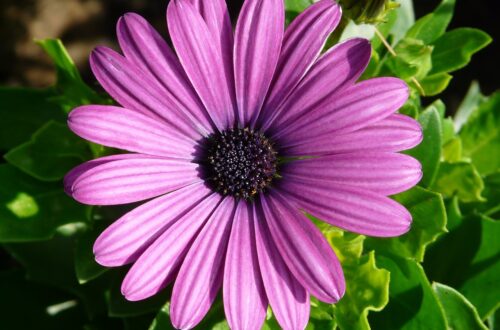 African daisies