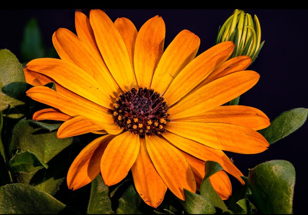 African daisies