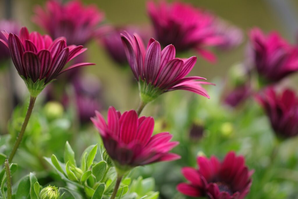 African daisies