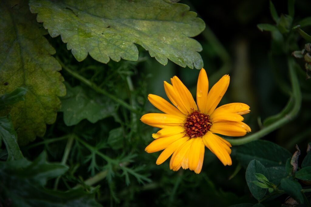 African daisies