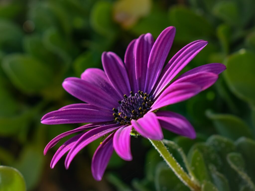 African daisies