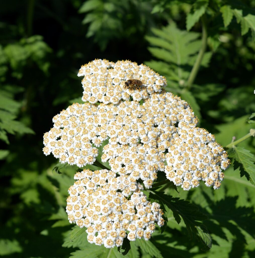 Bee on yarrow flower