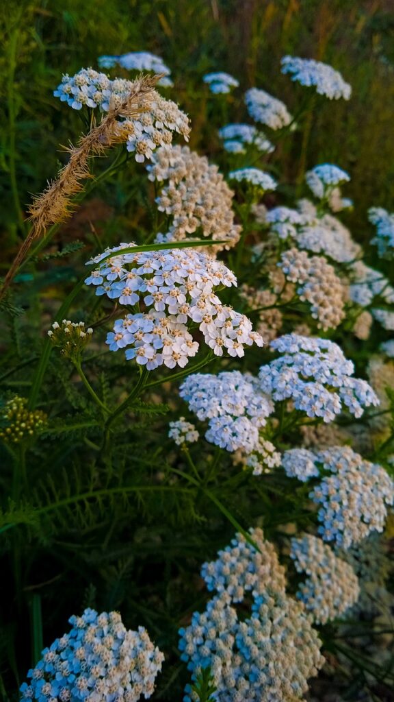 Blue yarrow