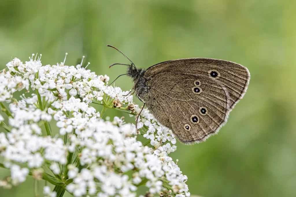 Butterfly on flower