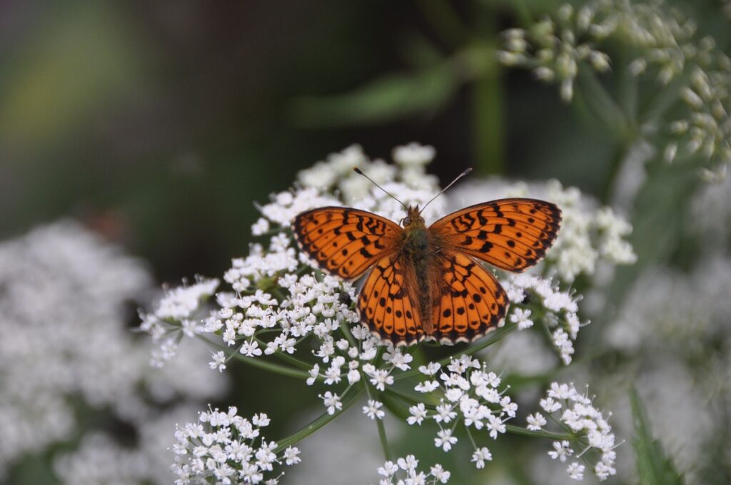 Butterfly on yarrow