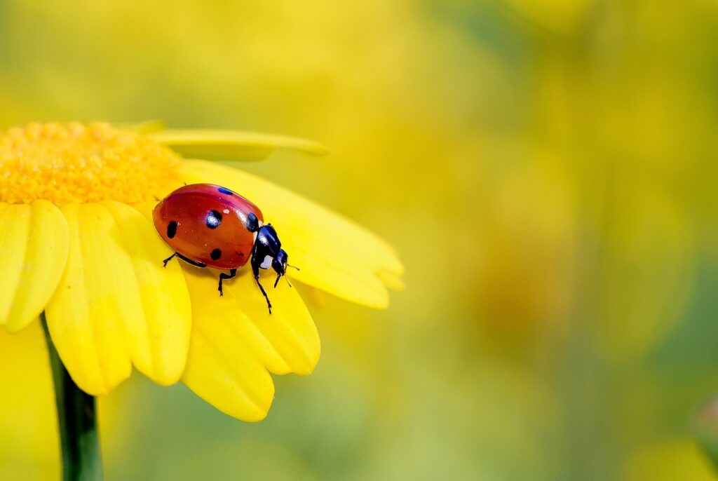 Ladybug on flower