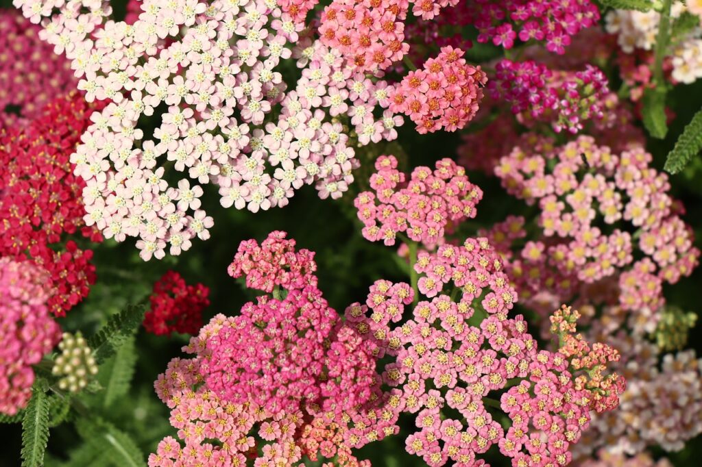 Pink and white yarrow