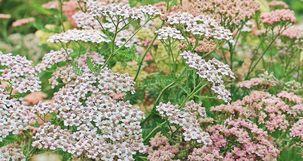 Pink yarrow