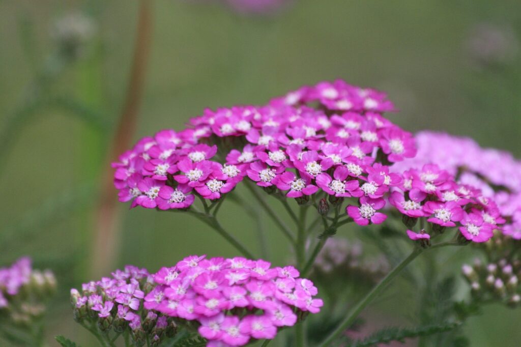 Pink yarrow flower