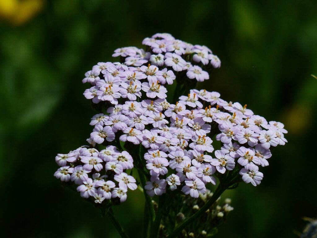 Purple yarrow flower