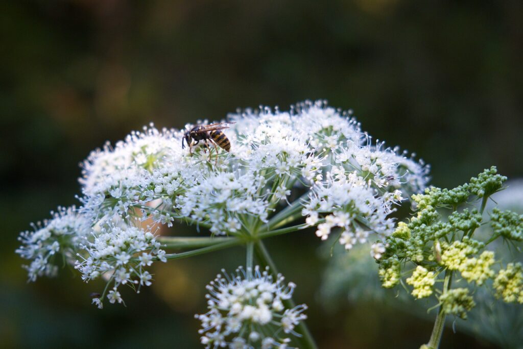 Wasp on yarrow flower