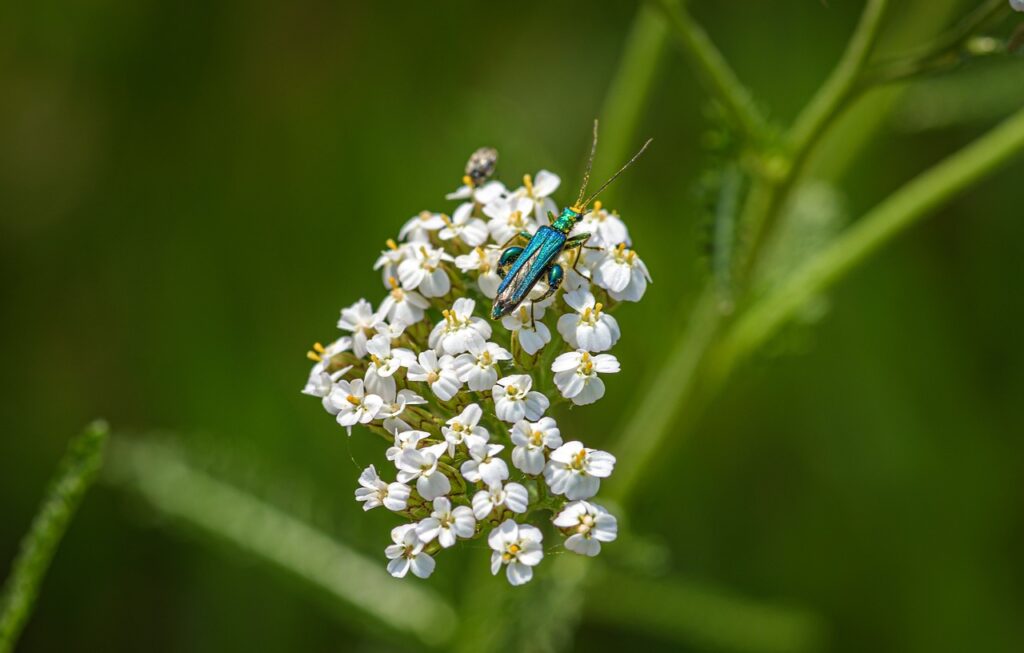 Yarrow with beetle