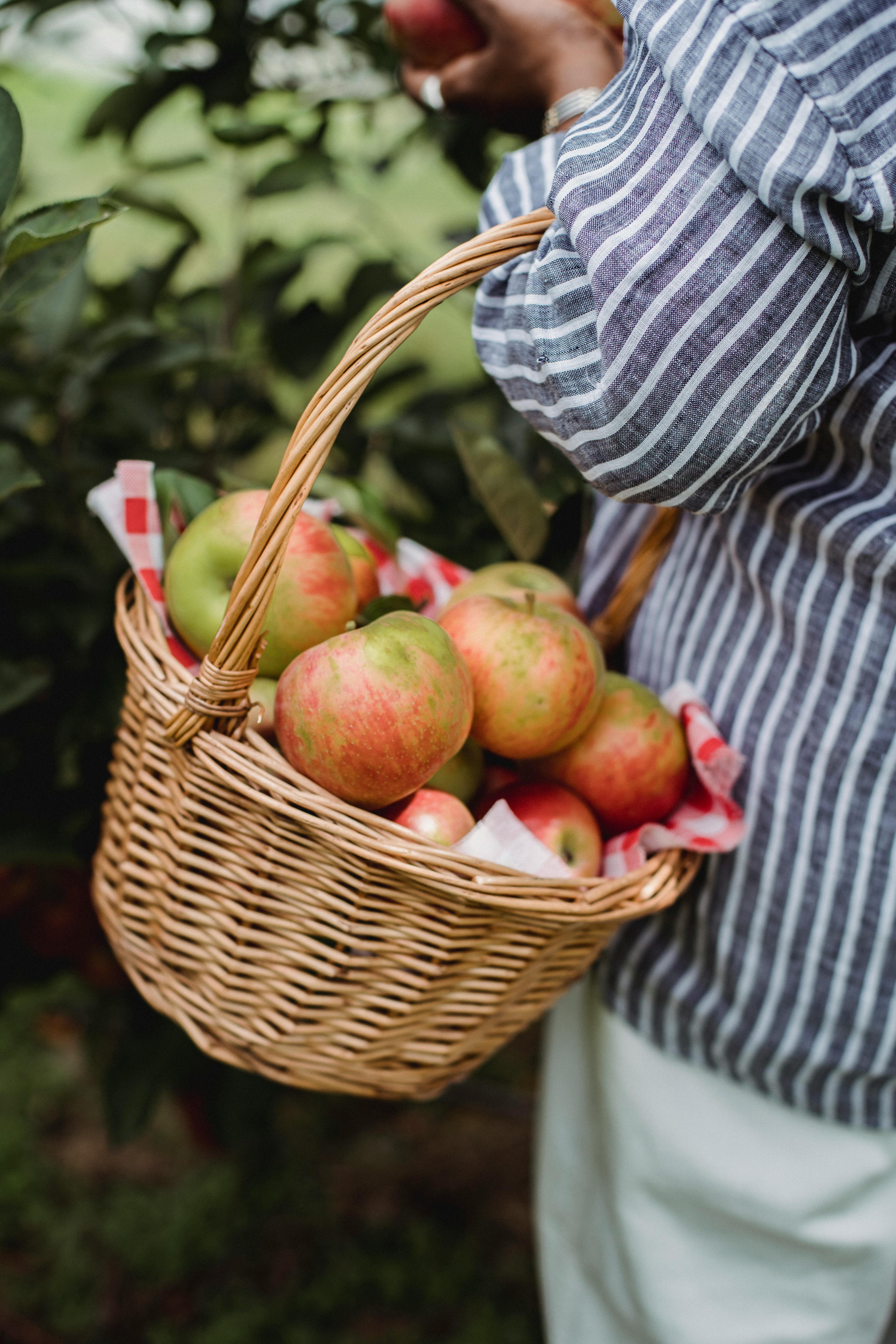 a woman harvesting apples in her gardena woman harvesting apples in her garden