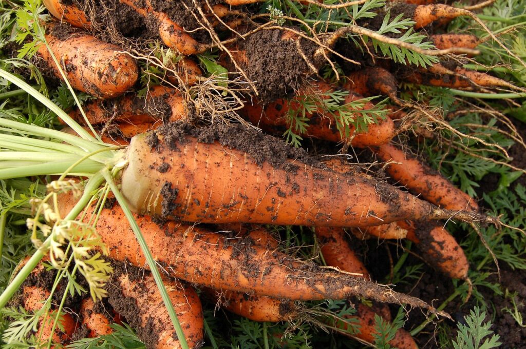 carrot garden