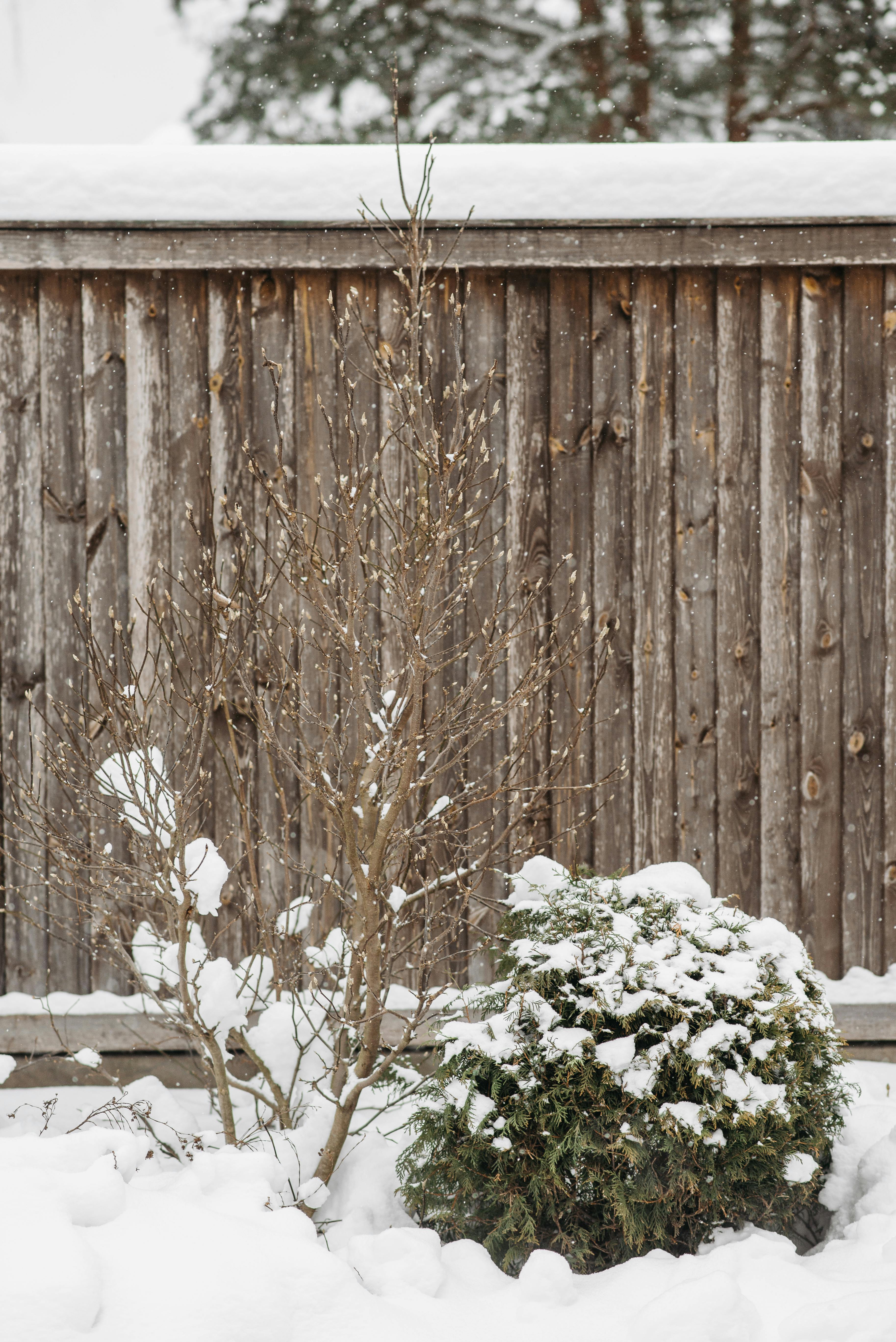 garden in frost