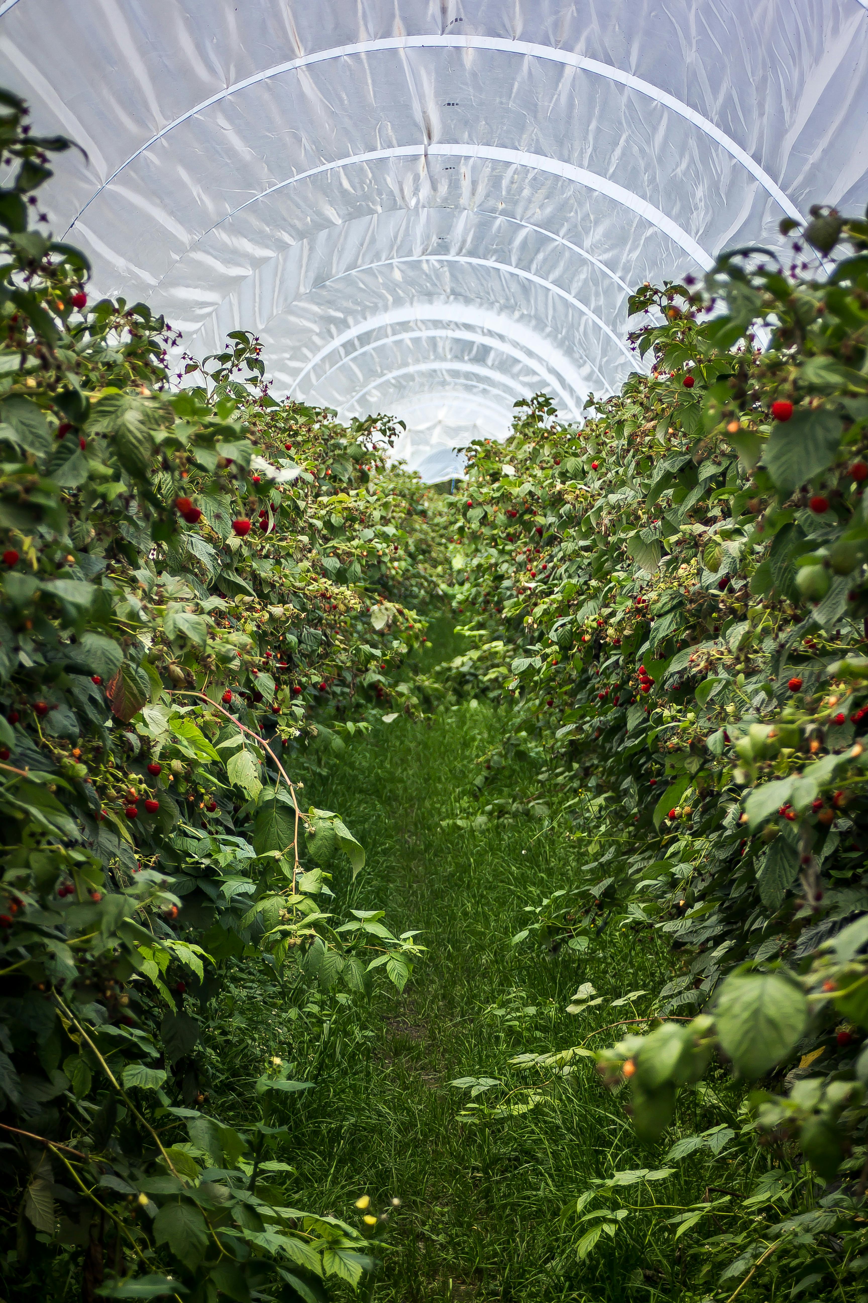 garden tunnel