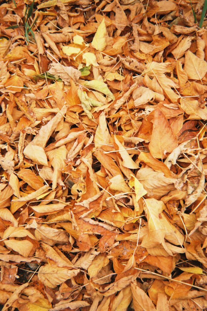 mulching a garden with leaves