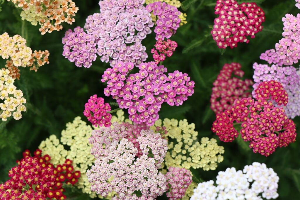 multiple yarrow flower varieties