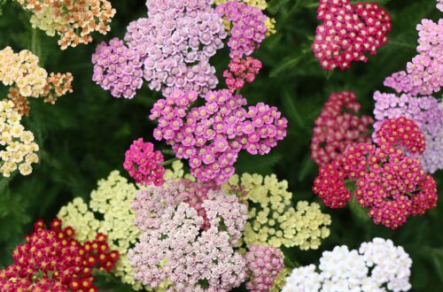 multiple yarrow flower varieties