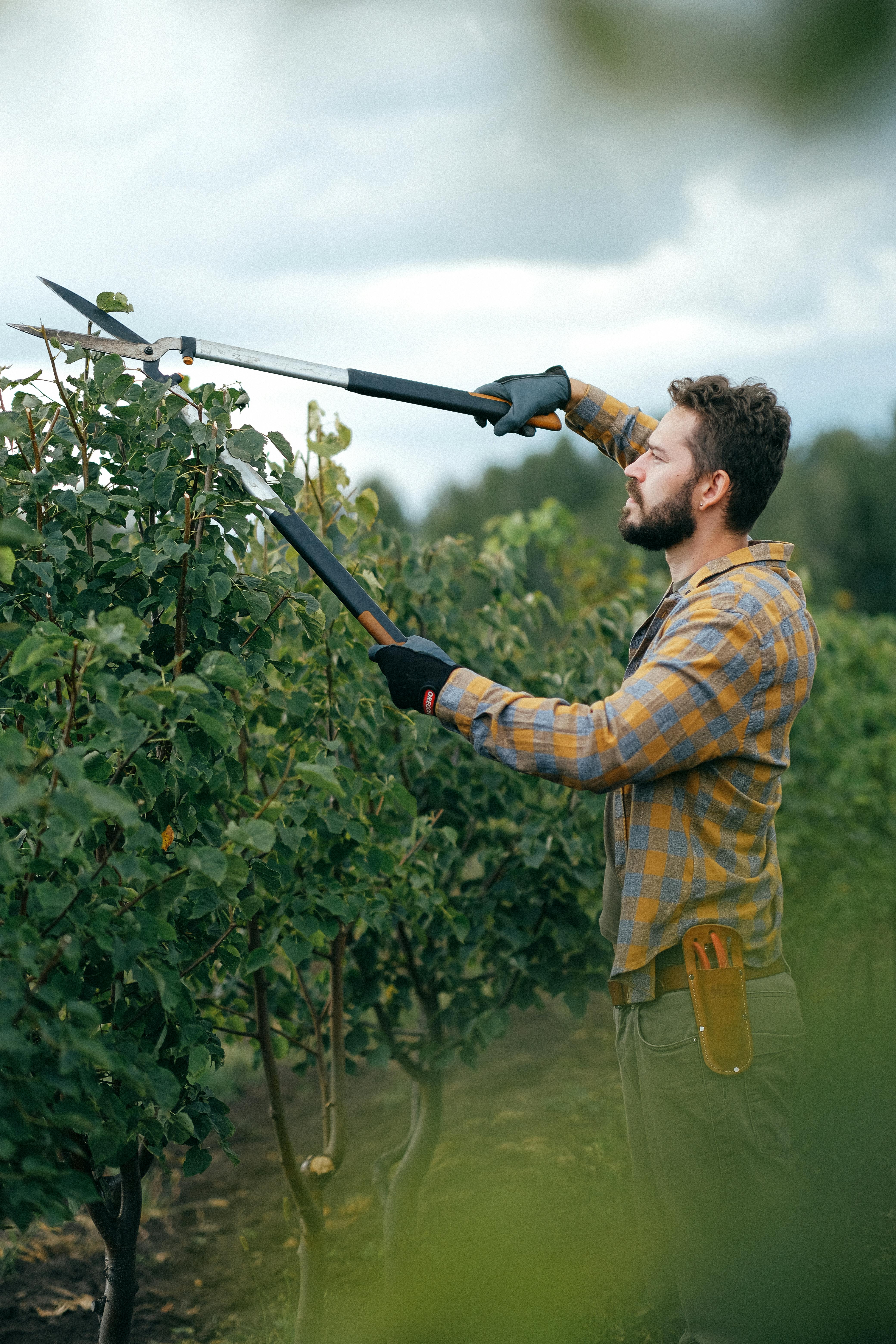 prunning a garden