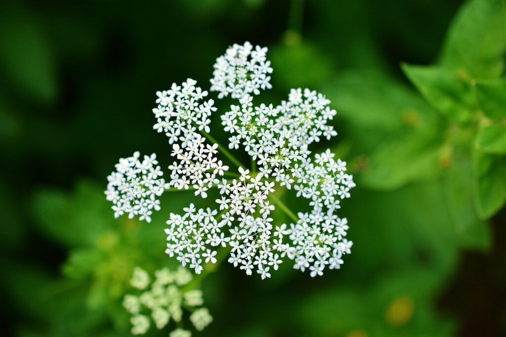 white yarrow