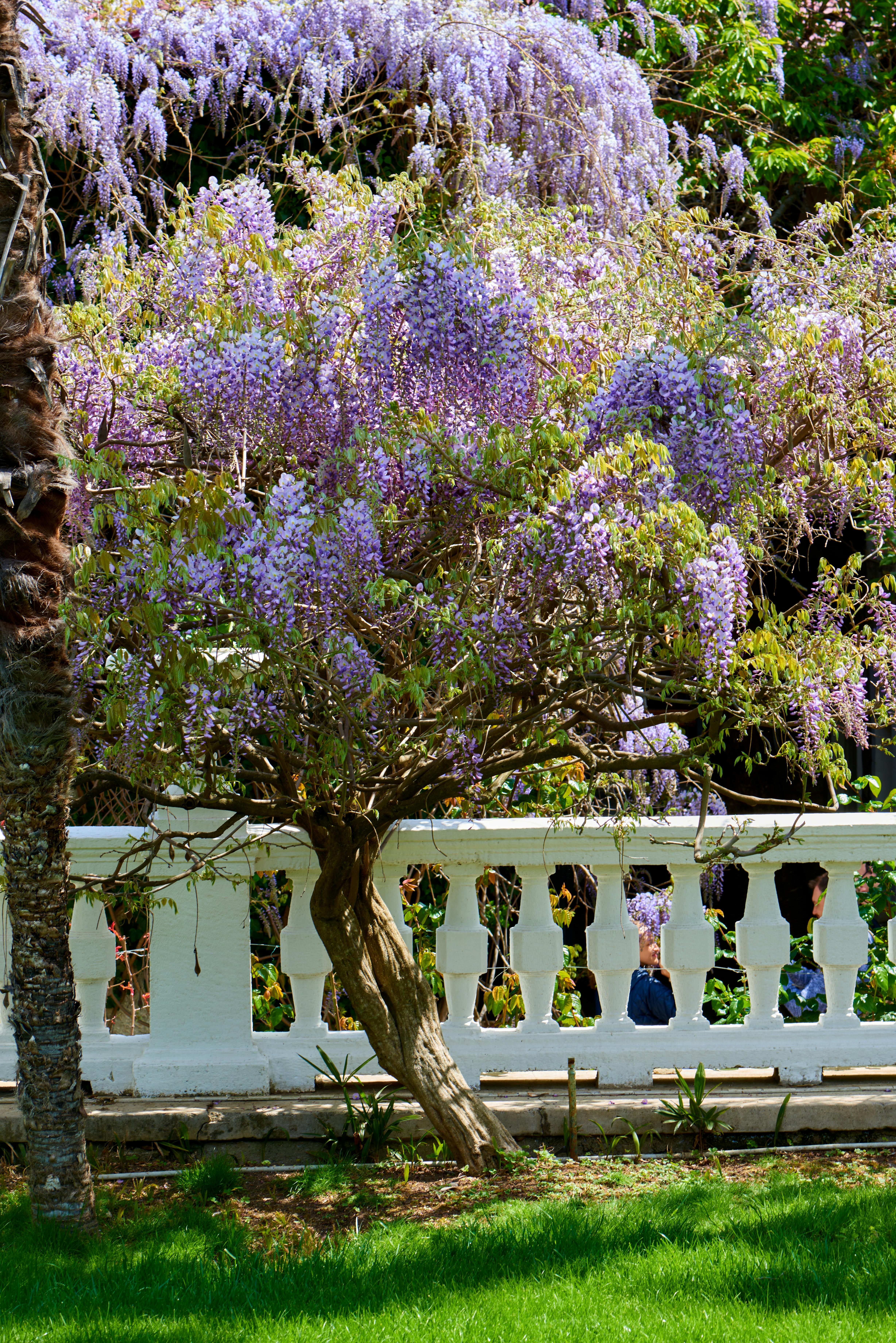  wisteria