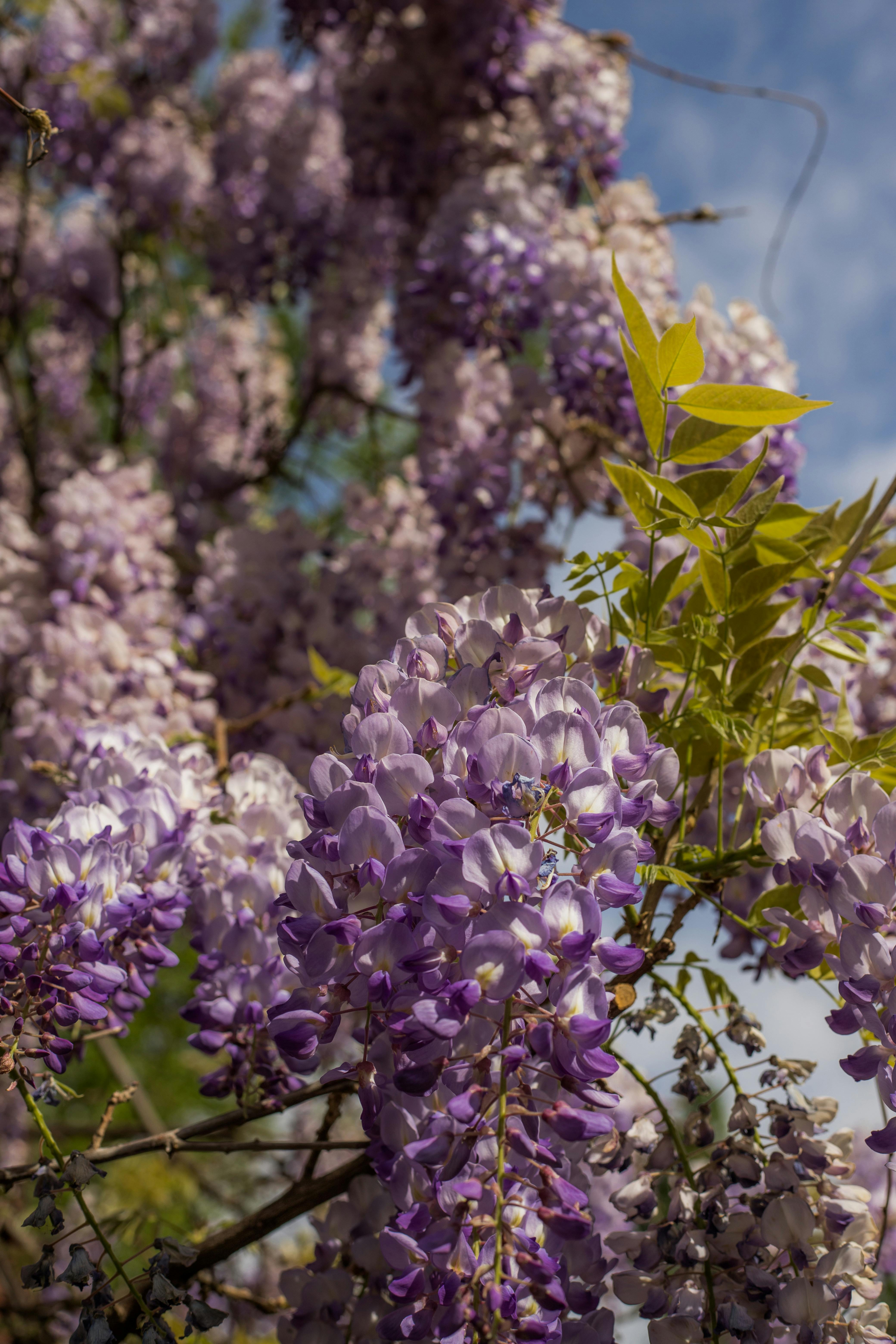  wisteria