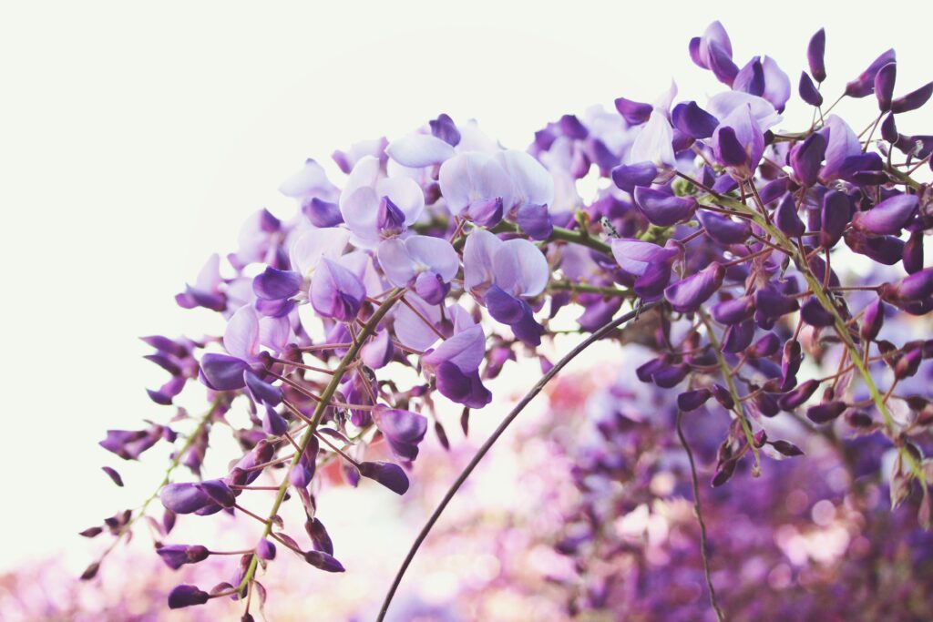  wisteria