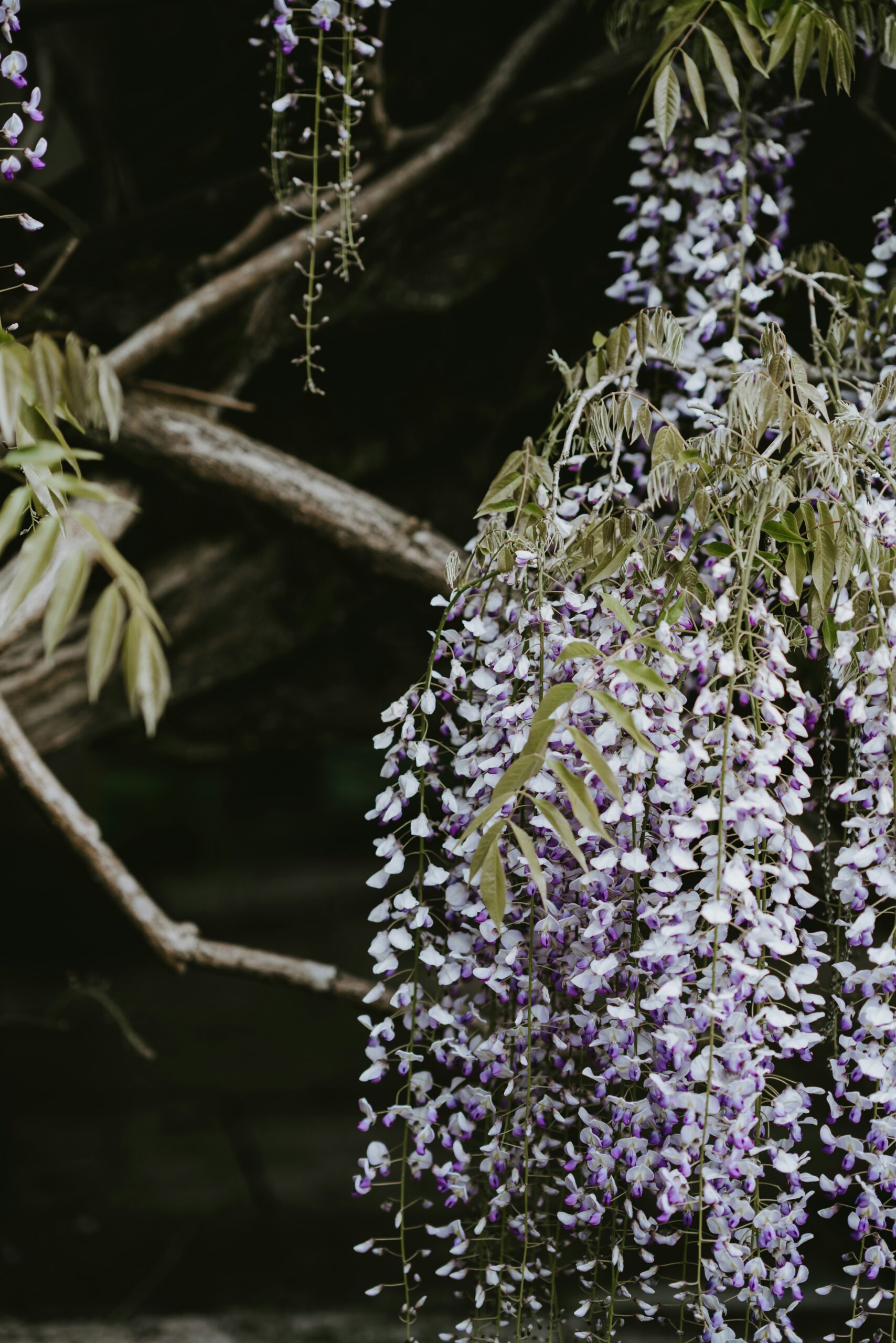  wisteria