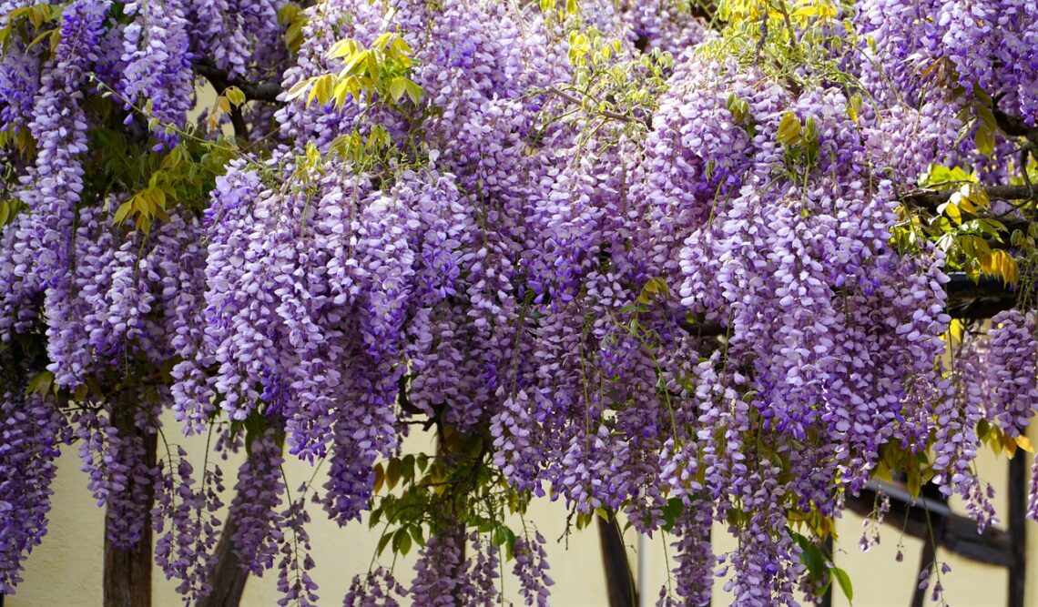 wisteria