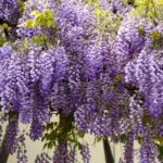 wisteria