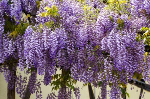 wisteria