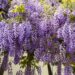 wisteria