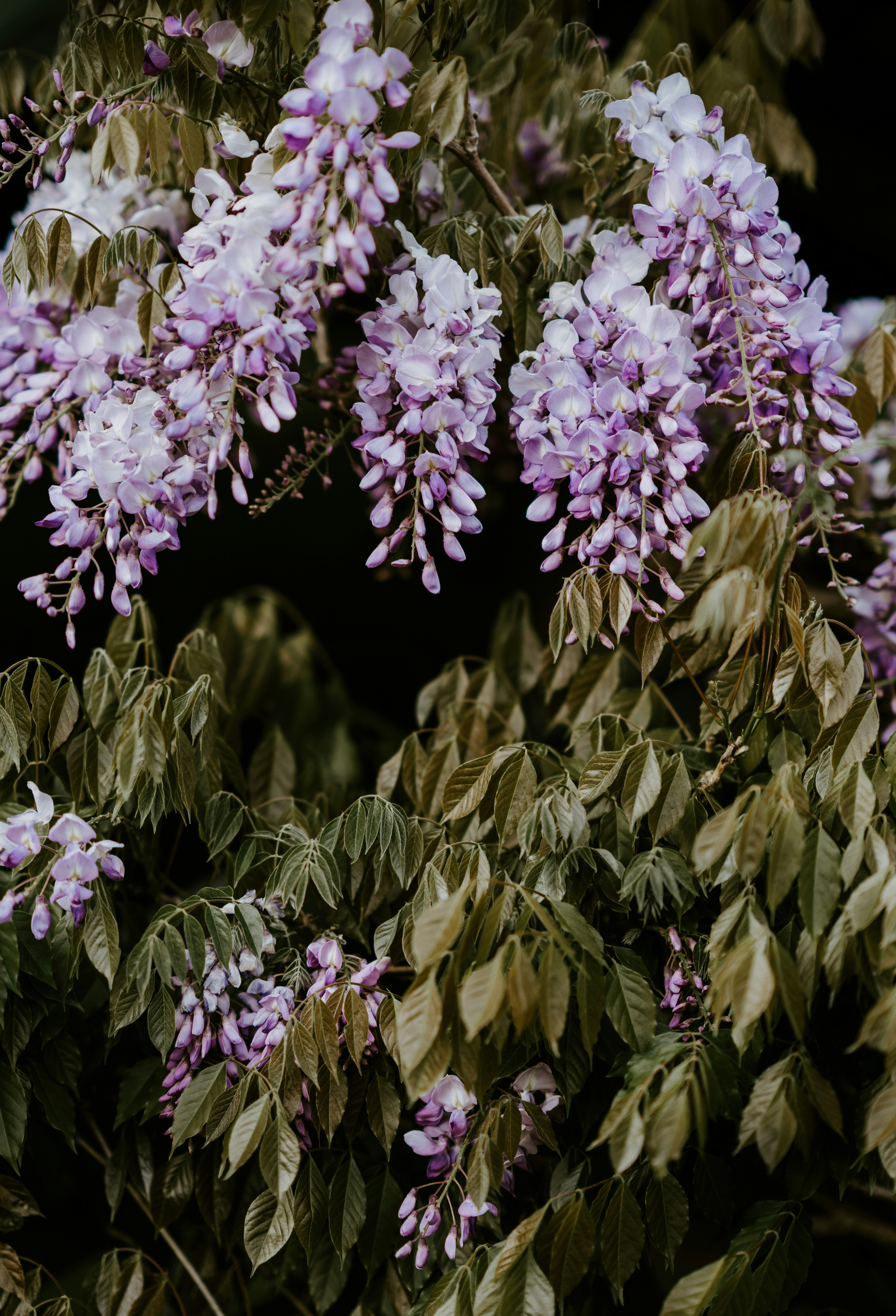  wisteria