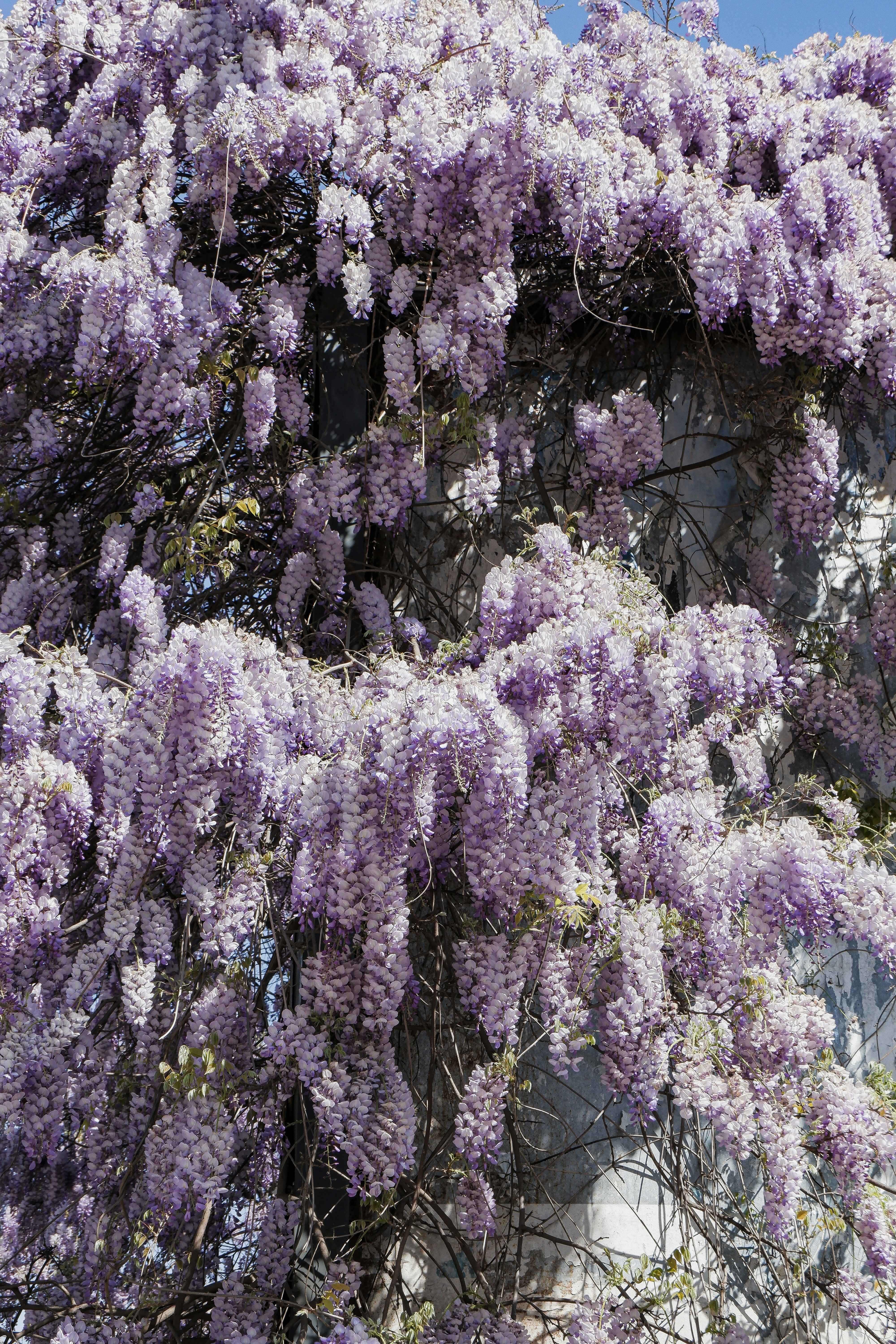  wisteria