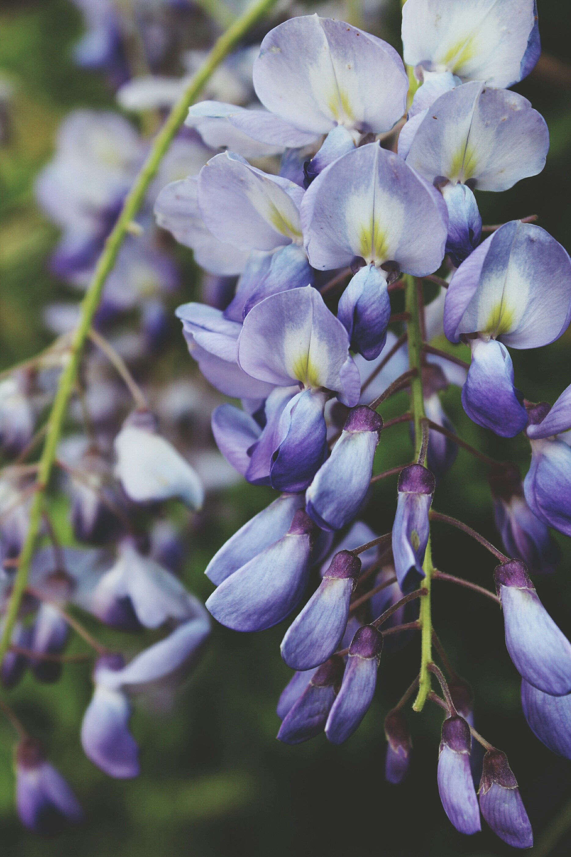  wisteria