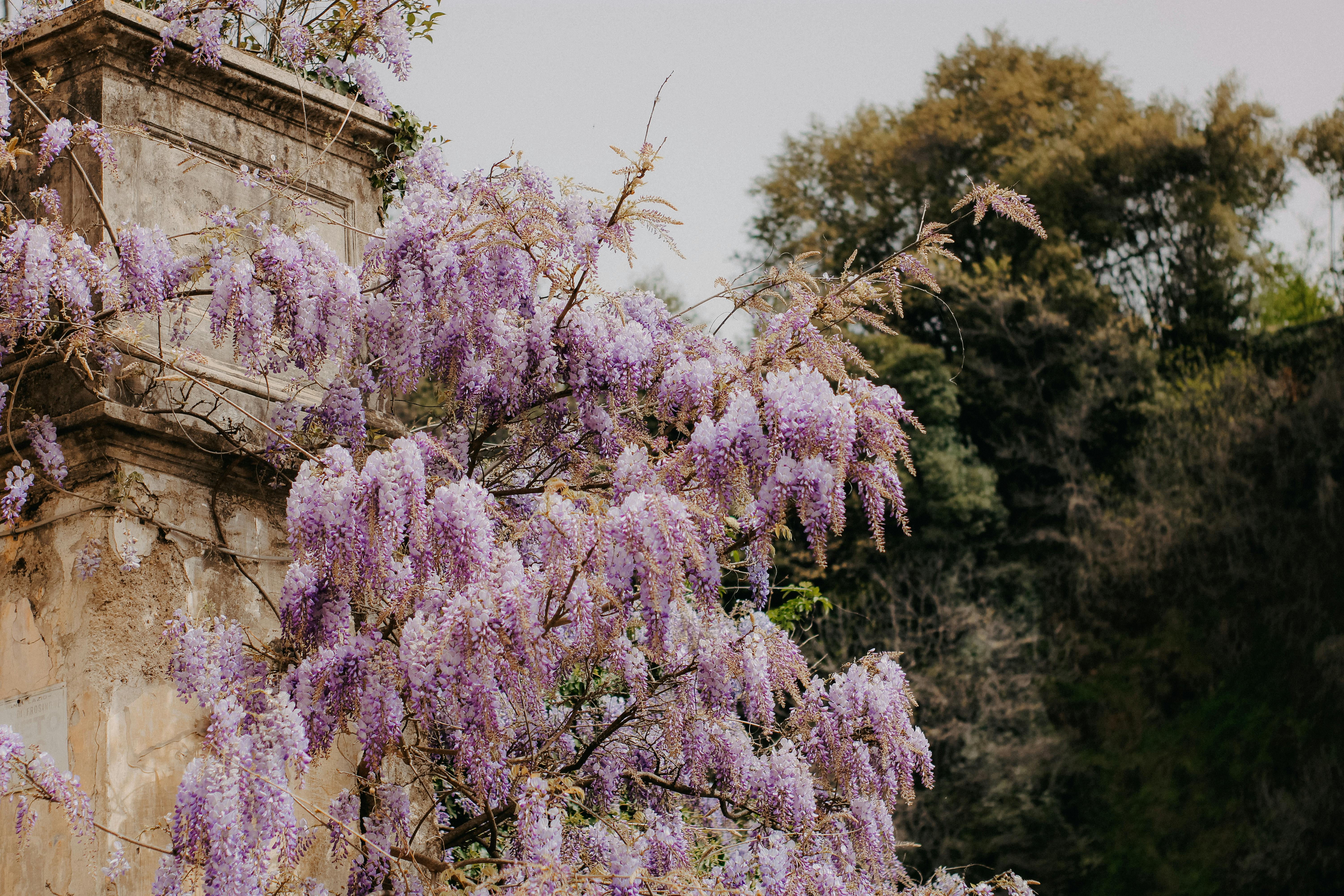  wisteria