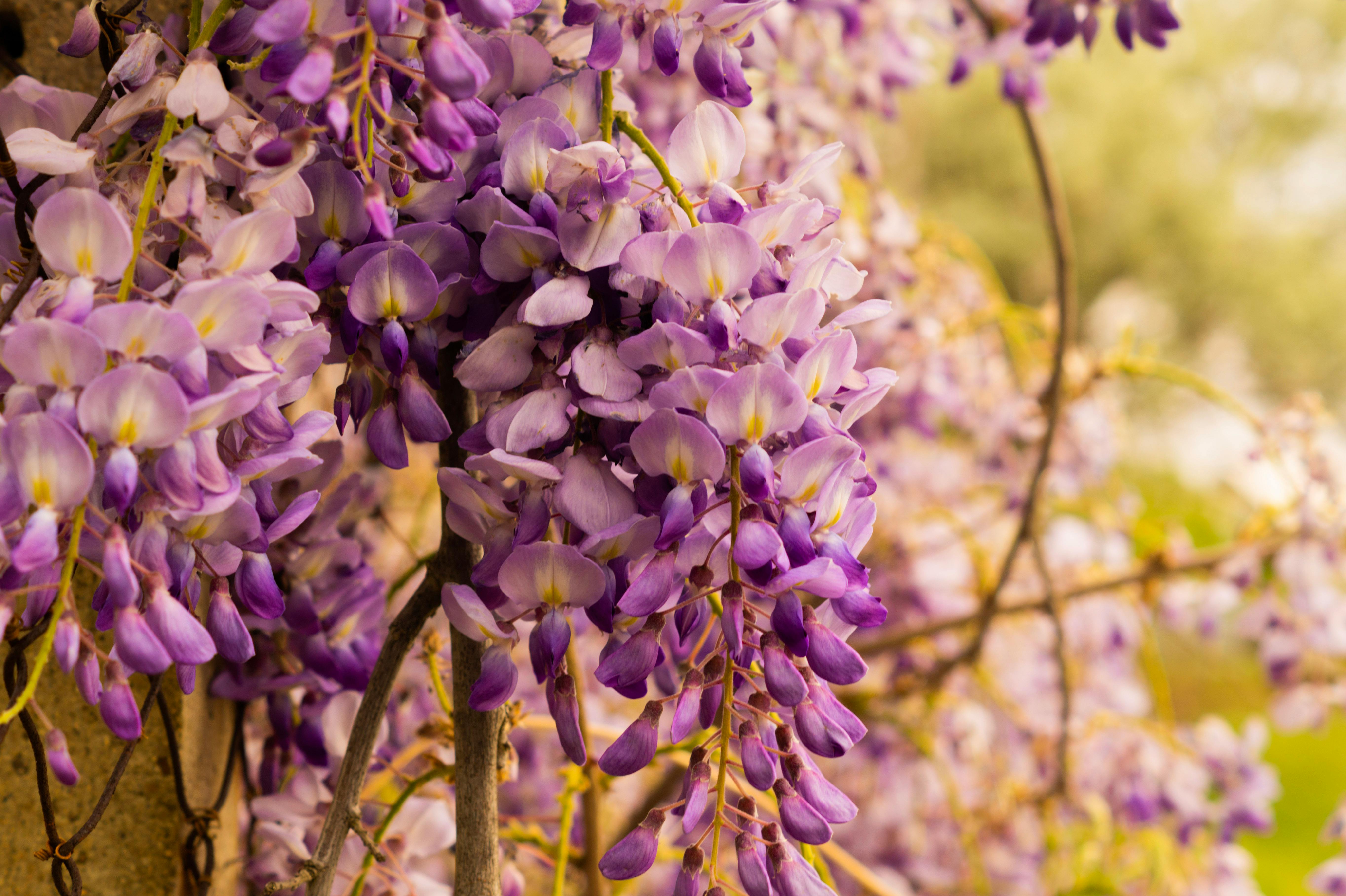  wisteria