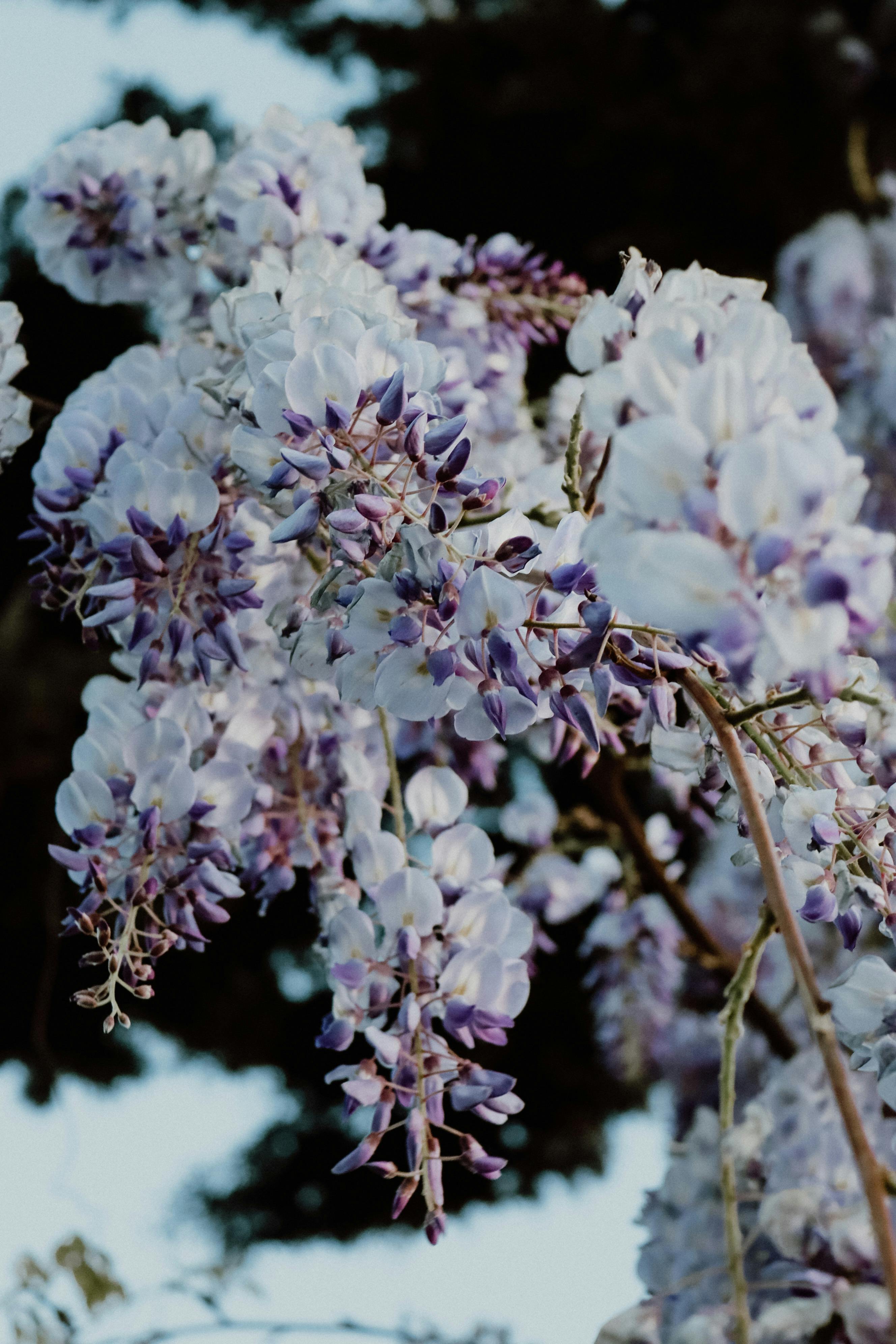  wisteria