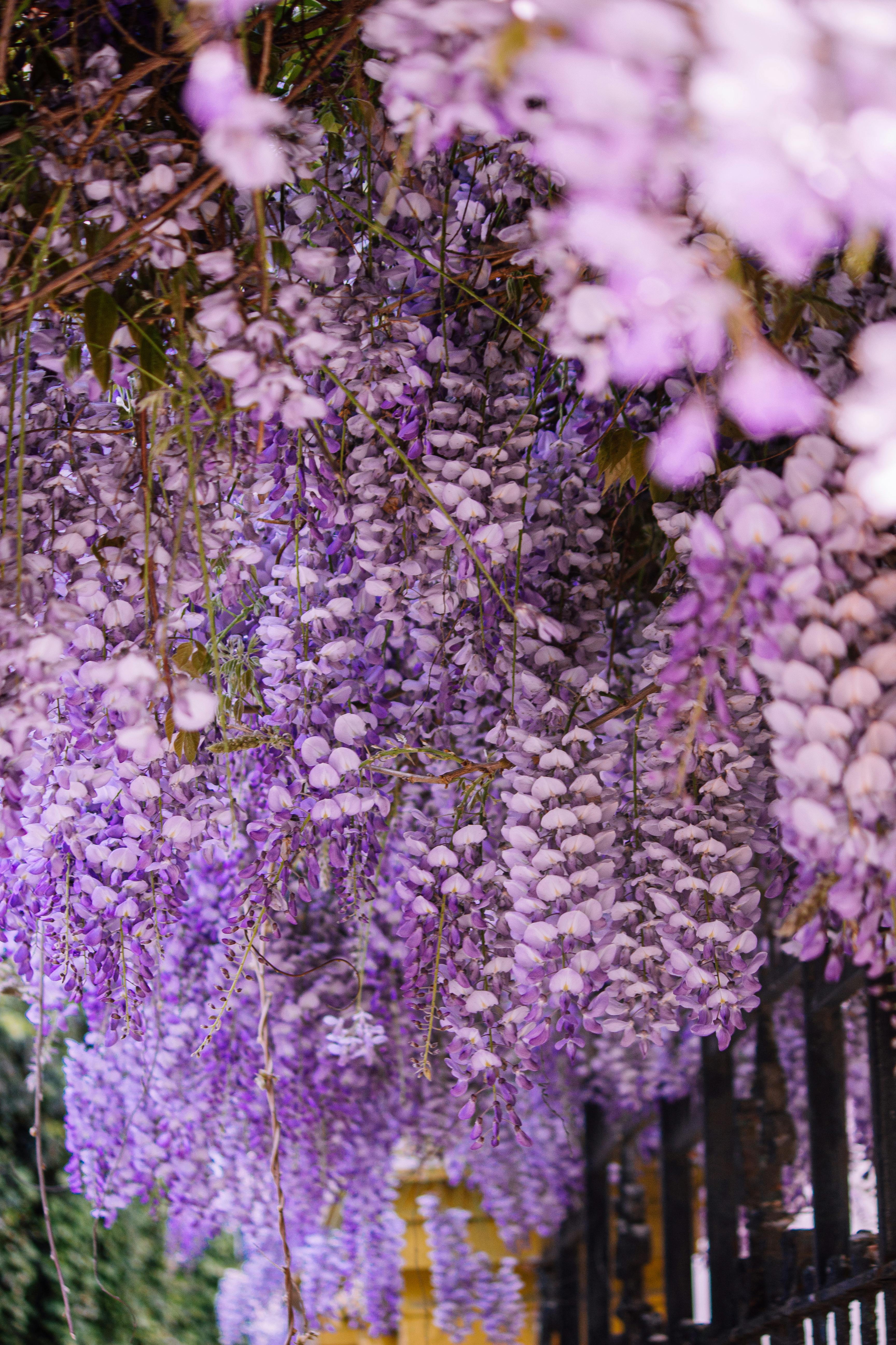  wisteria