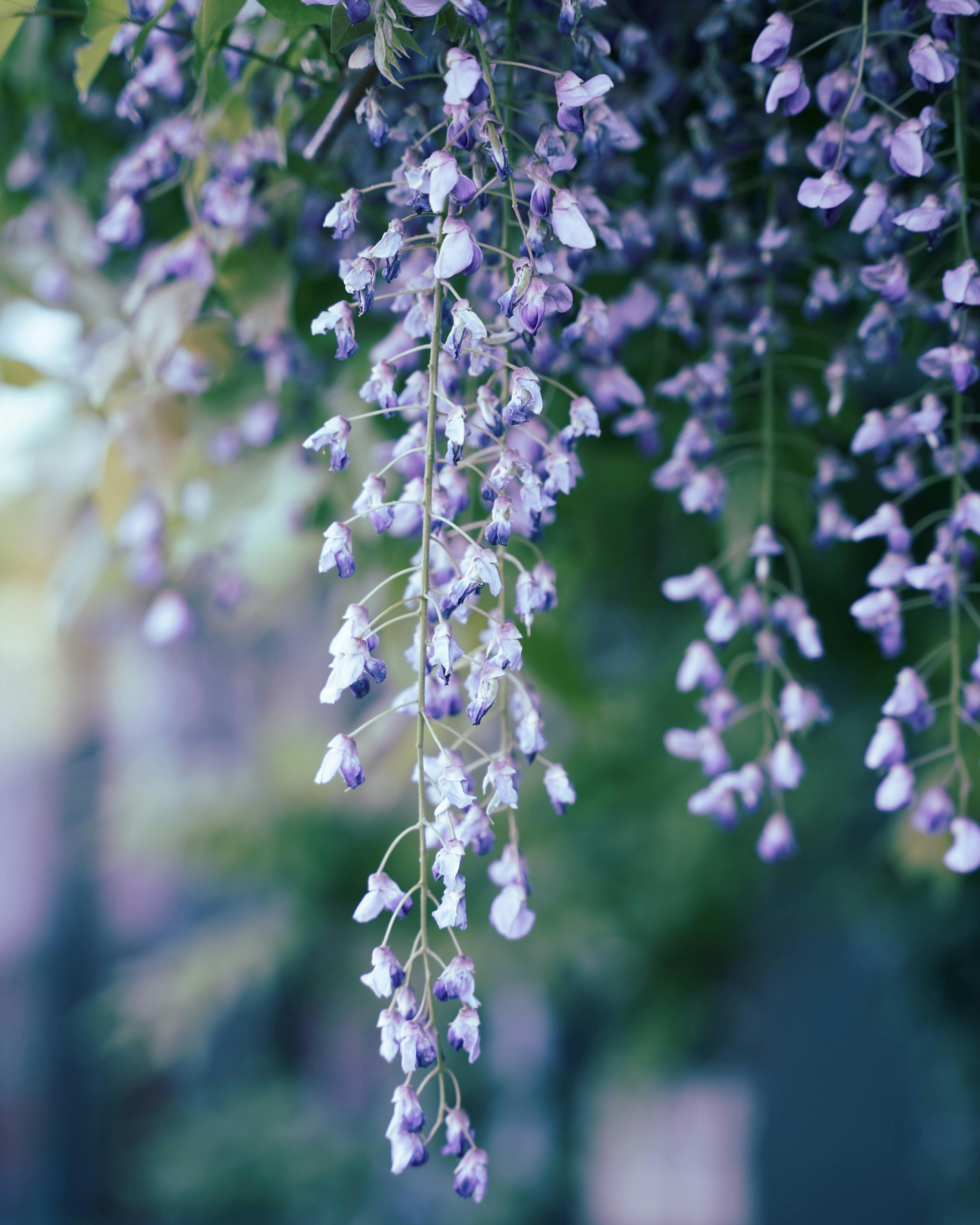  wisteria