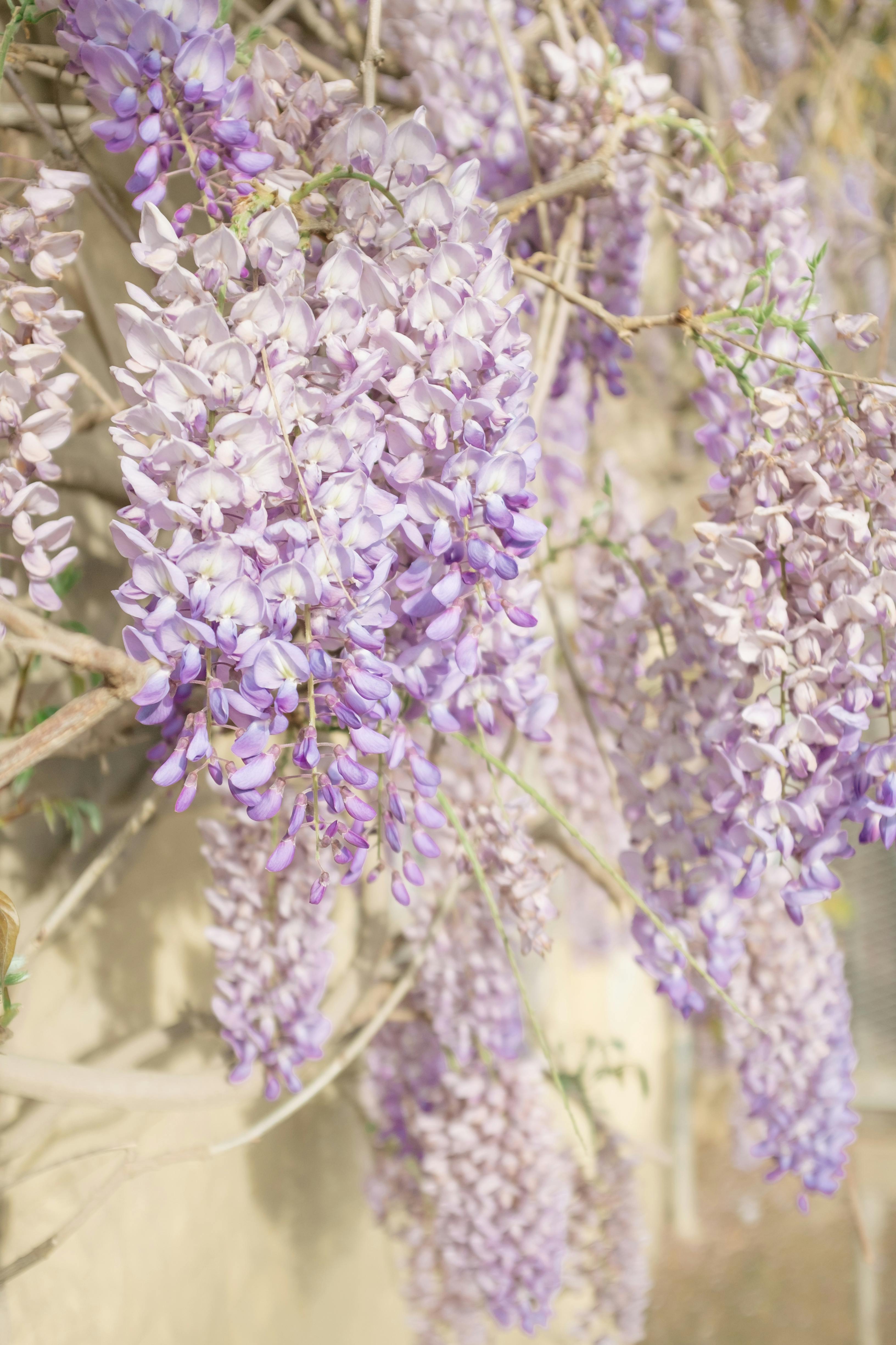  wisteria