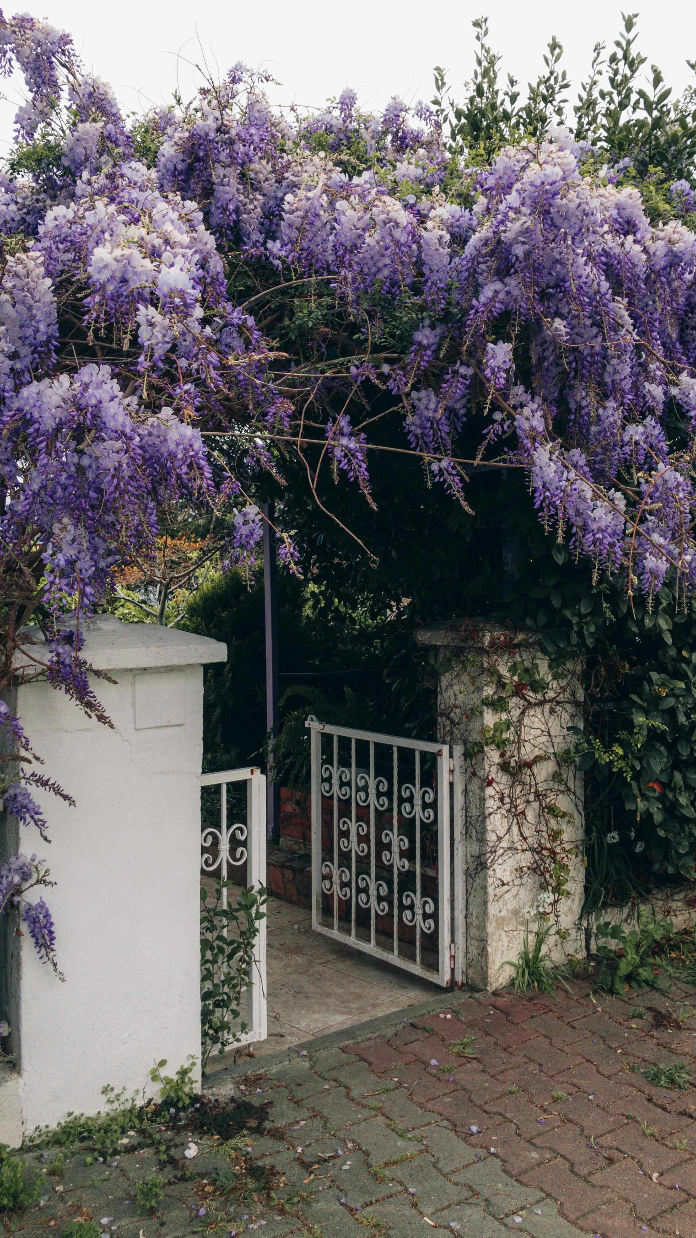  wisteria