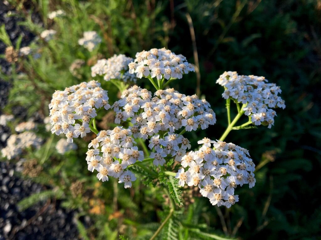 yarrow flower