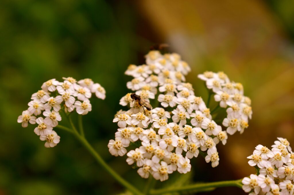 yarrow flower 2