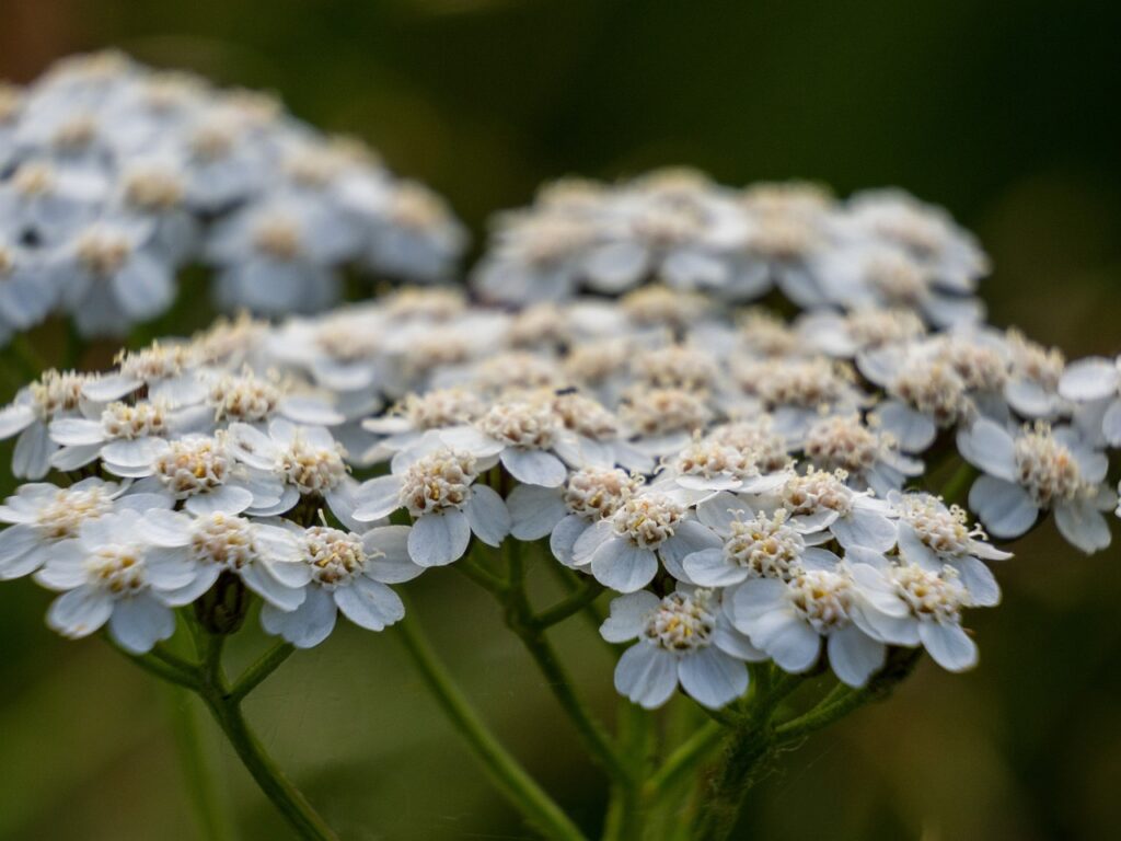 yarrow flower blooming