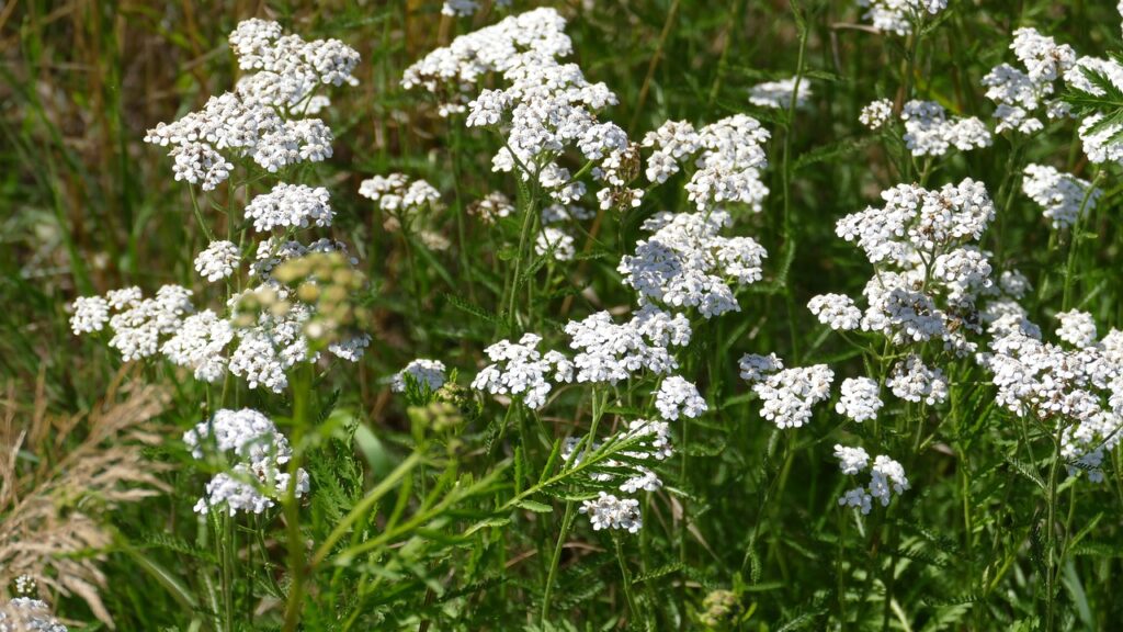 yarrow garden